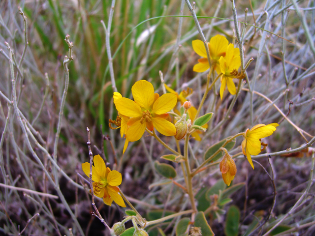 Senna roemeriana (Twoleaf senna) #20748