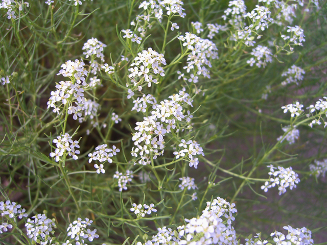 Lepidium montanum (Mountain peppergrass) #20753