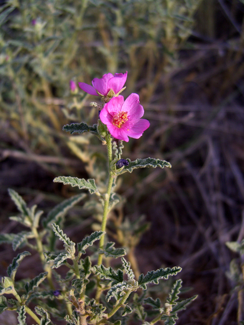 Sphaeralcea angustifolia (Narrowleaf globemallow) #20758