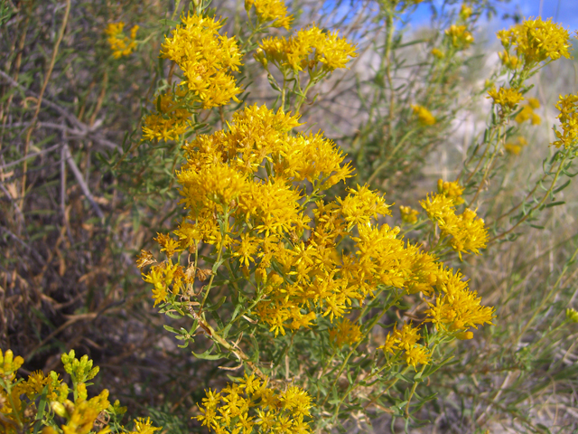 Isocoma pluriflora (Southern goldenbush) #20762