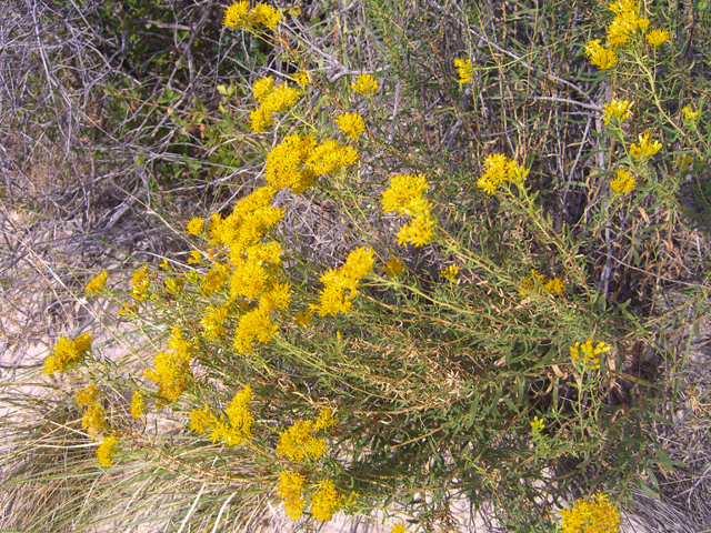 Isocoma pluriflora (Southern goldenbush) #20763