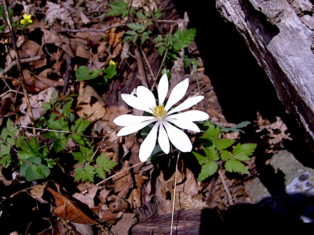 Sanguinaria canadensis (Bloodroot) #27390