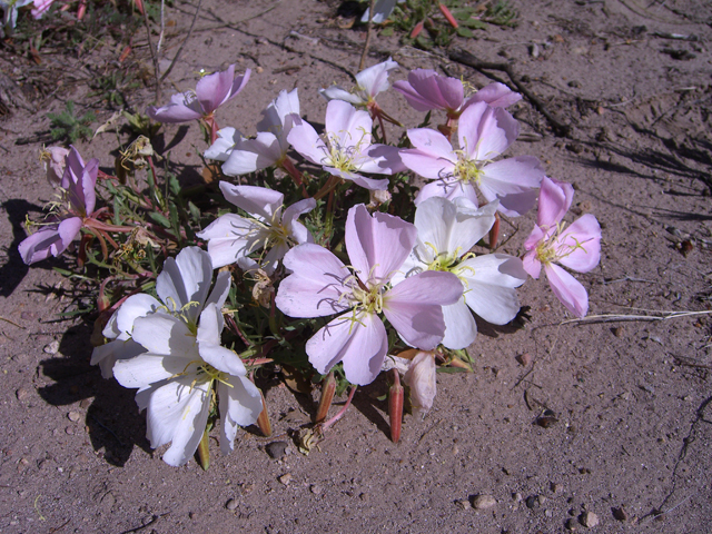 Oenothera albicaulis (Whitest evening-primrose) #27404