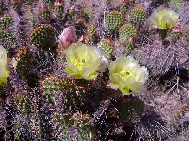 Opuntia polyacantha (Plains prickly pear) #27409