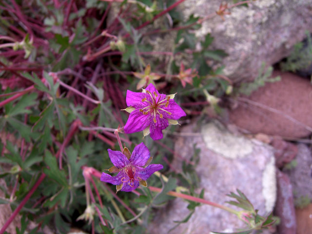 Geranium caespitosum (Pineywoods geranium) #27436