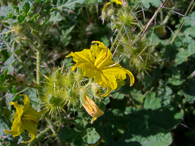 Solanum rostratum (Buffalo bur) #27442