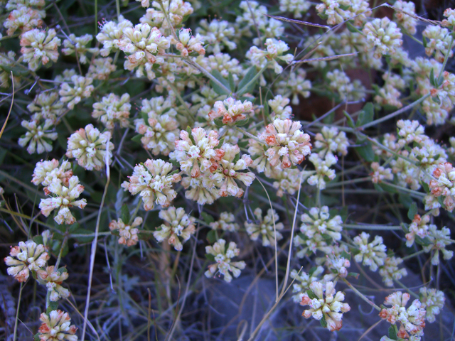 Eriogonum abertianum (Abert's buckwheat) #27457