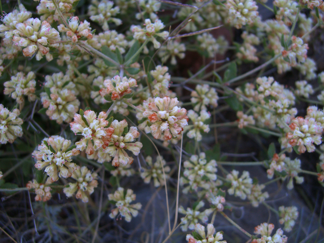 Eriogonum abertianum (Abert's buckwheat) #27458