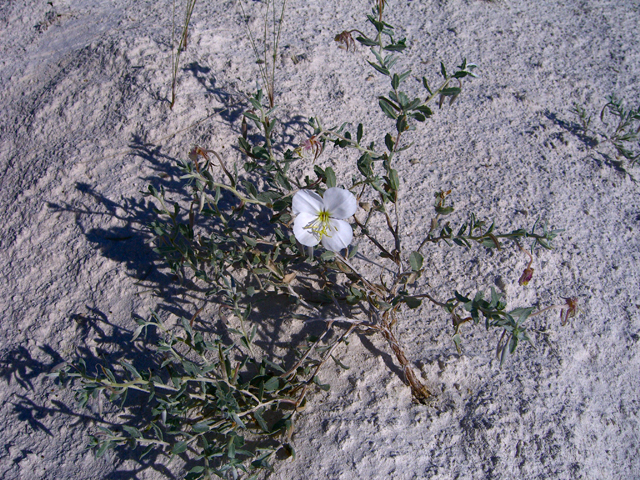 Oenothera pallida ssp. runcinata (White sands evening primrose) #27468