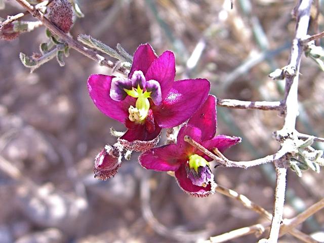 Krameria erecta (Littleleaf ratany) #27476