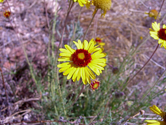 Gaillardia pinnatifida (Red dome blanketflower) #27478