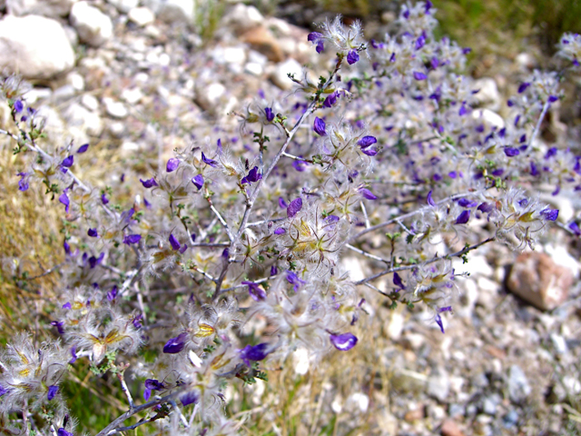 Dalea formosa (Featherplume) #27479