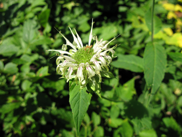 Monarda clinopodia (White bergamot) #27512