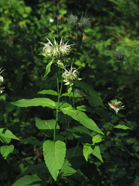 Monarda clinopodia (White bergamot) #27513