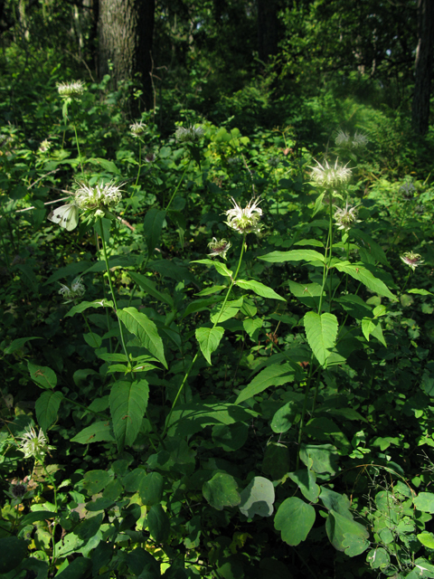 Monarda clinopodia (White bergamot) #27514