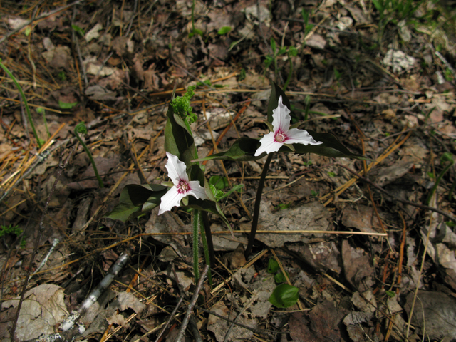 Trillium undulatum (Painted trillium) #27530