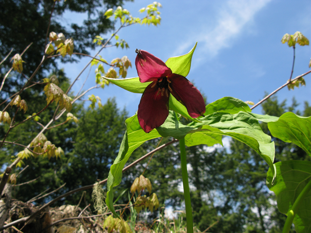 Trillium erectum (Red trillium) #27531