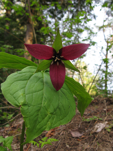 Trillium erectum (Red trillium) #27532