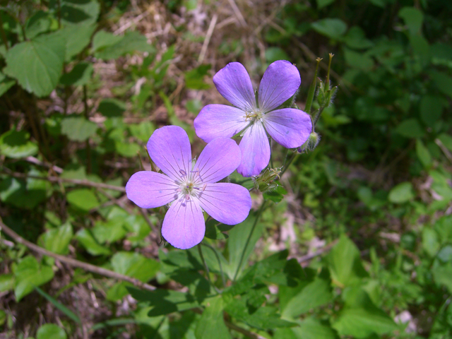 Geranium maculatum (Spotted geranium) #27847