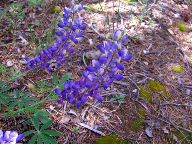 Lupinus sparsiflorus (Mojave lupine) #27848