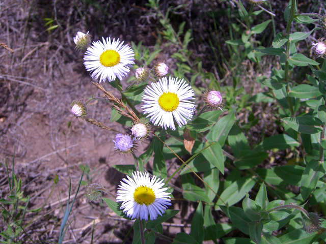 Erigeron flagellaris (Trailing fleabane) #27863