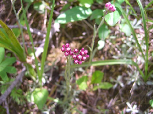 Antennaria rosea (Rosy pussytoes) #27874