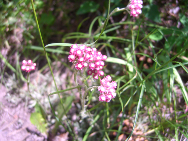 Antennaria rosea (Rosy pussytoes) #27876