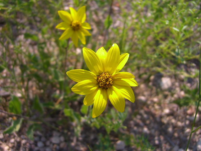 Helianthus pumilus (Little sunflower) #27878