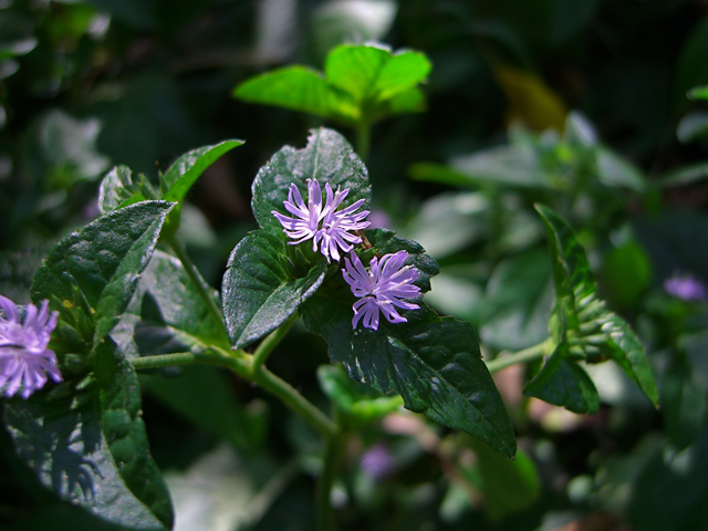 Elephantopus carolinianus (Carolina elephantsfoot) #27880