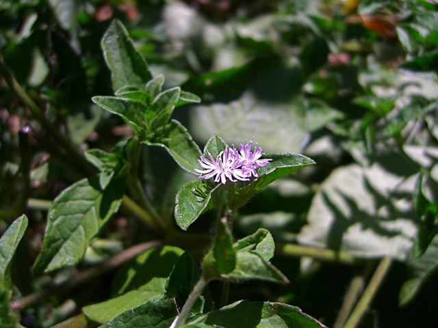 Elephantopus carolinianus (Carolina elephantsfoot) #27881