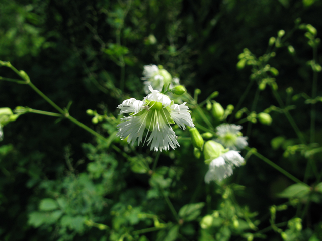 Silene stellata (Widow's frill) #27892