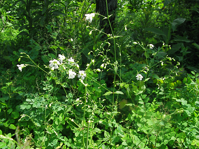 Silene stellata (Widow's frill) #27893