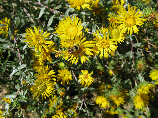 Grindelia subalpina (Subalpine gumweed) #27897