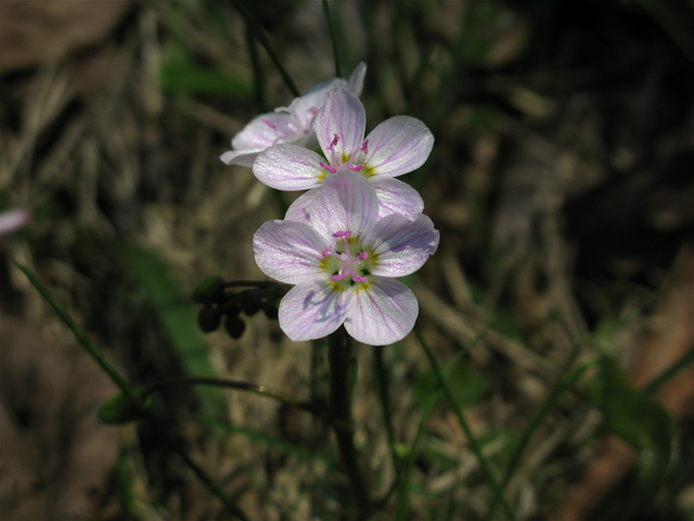 Claytonia virginica (Virginia springbeauty) #27921