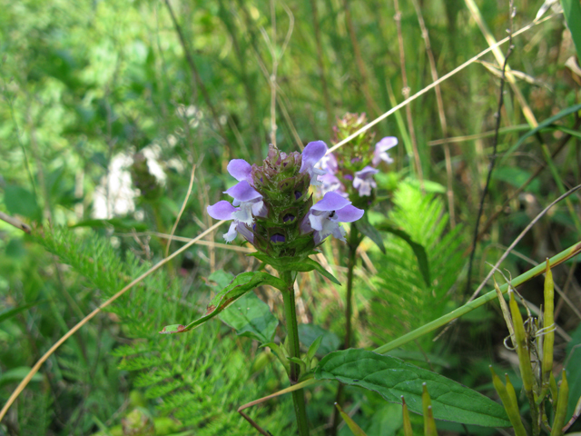 Prunella vulgaris ssp. lanceolata (Lanceleaf selfheal) #28327