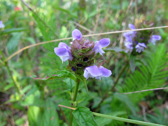 Prunella vulgaris ssp. lanceolata (Lanceleaf selfheal) #28329