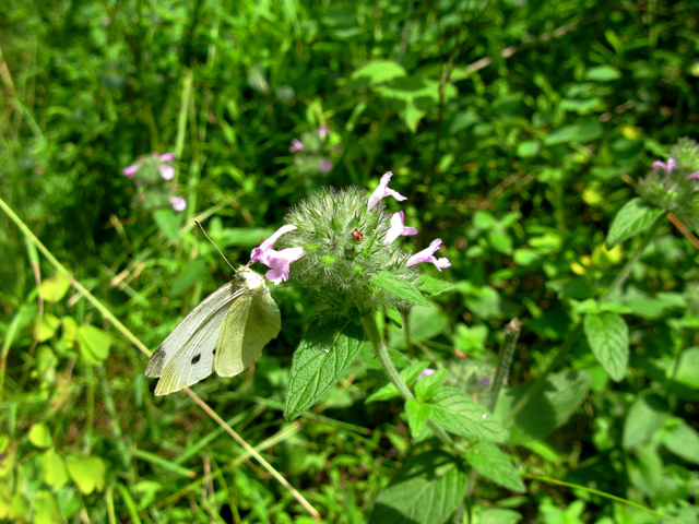 Clinopodium vulgare (Wild basil) #28330