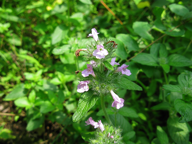 Clinopodium vulgare (Wild basil) #28331