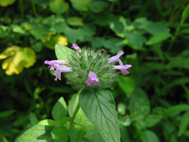 Clinopodium vulgare (Wild basil) #28332