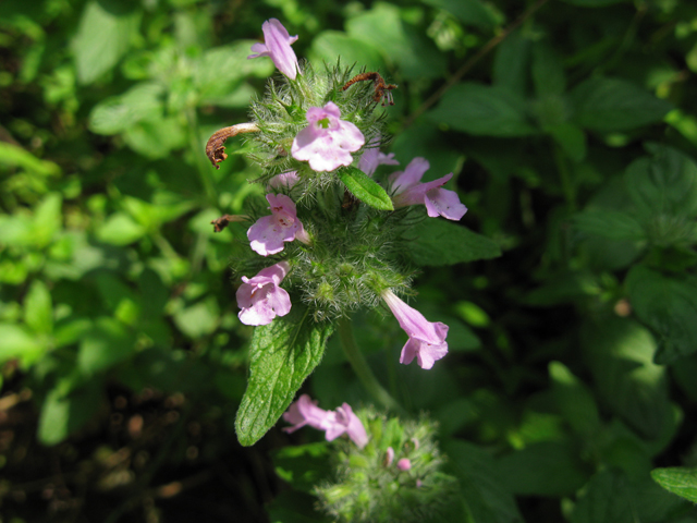 Clinopodium vulgare (Wild basil) #28333