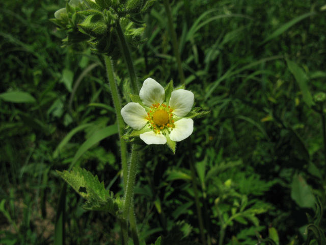 Potentilla arguta (Tall cinquefoil) #28335