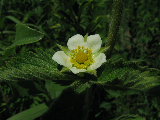 Potentilla arguta (Tall cinquefoil) #28336