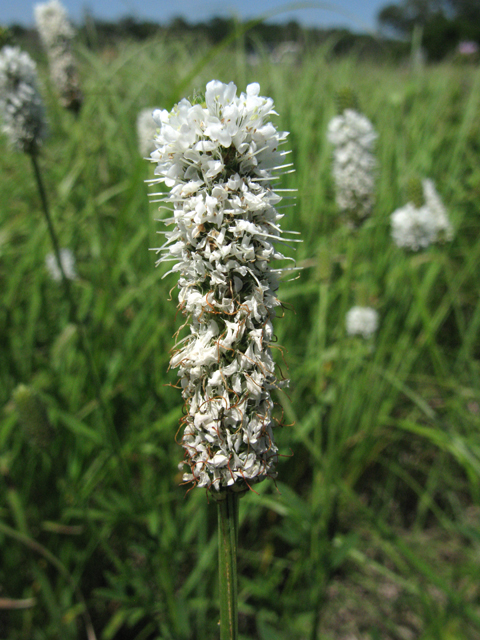 Dalea candida (White prairie clover) #28366