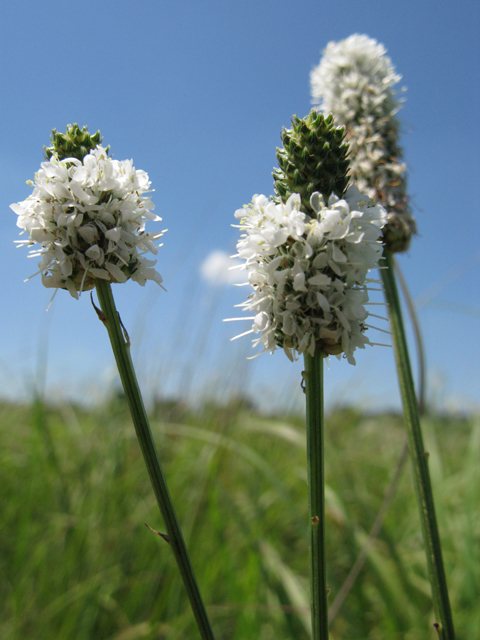 Dalea candida (White prairie clover) #28369