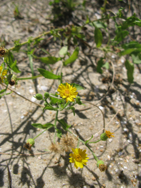 Heterotheca subaxillaris (Camphorweed) #28385