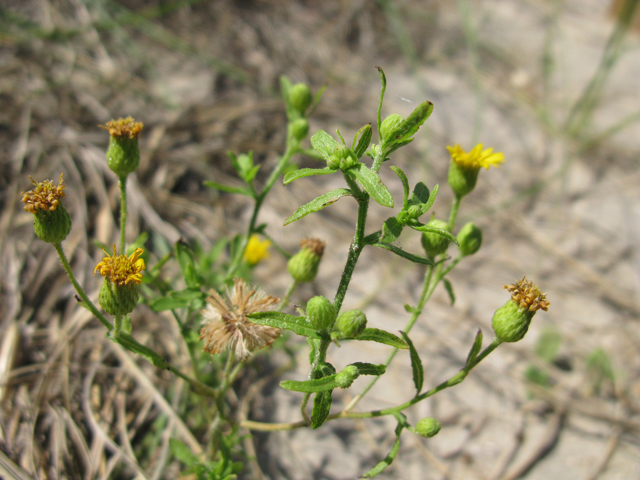 Heterotheca subaxillaris (Camphorweed) #28387