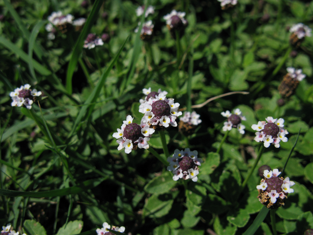 Phyla nodiflora (Texas frogfruit) #28389