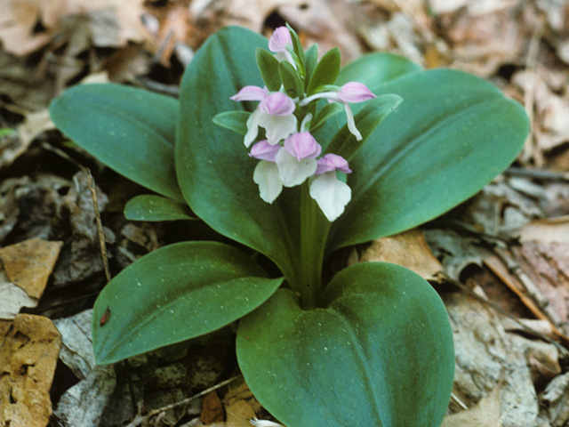 Galearis spectabilis (Showy orchid) #28417