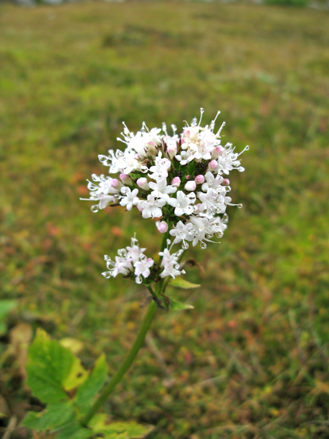 Valeriana sitchensis (Sitka valerian) #30403