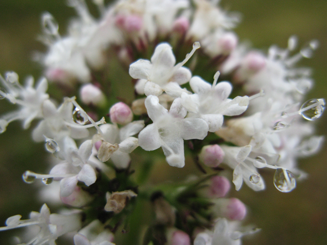 Valeriana sitchensis (Sitka valerian) #30404